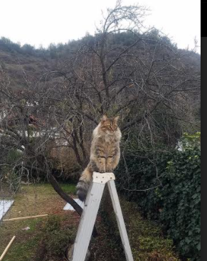 交响独奏，伊布孤星闪耀，却难敌尼日利亚的战术脉搏