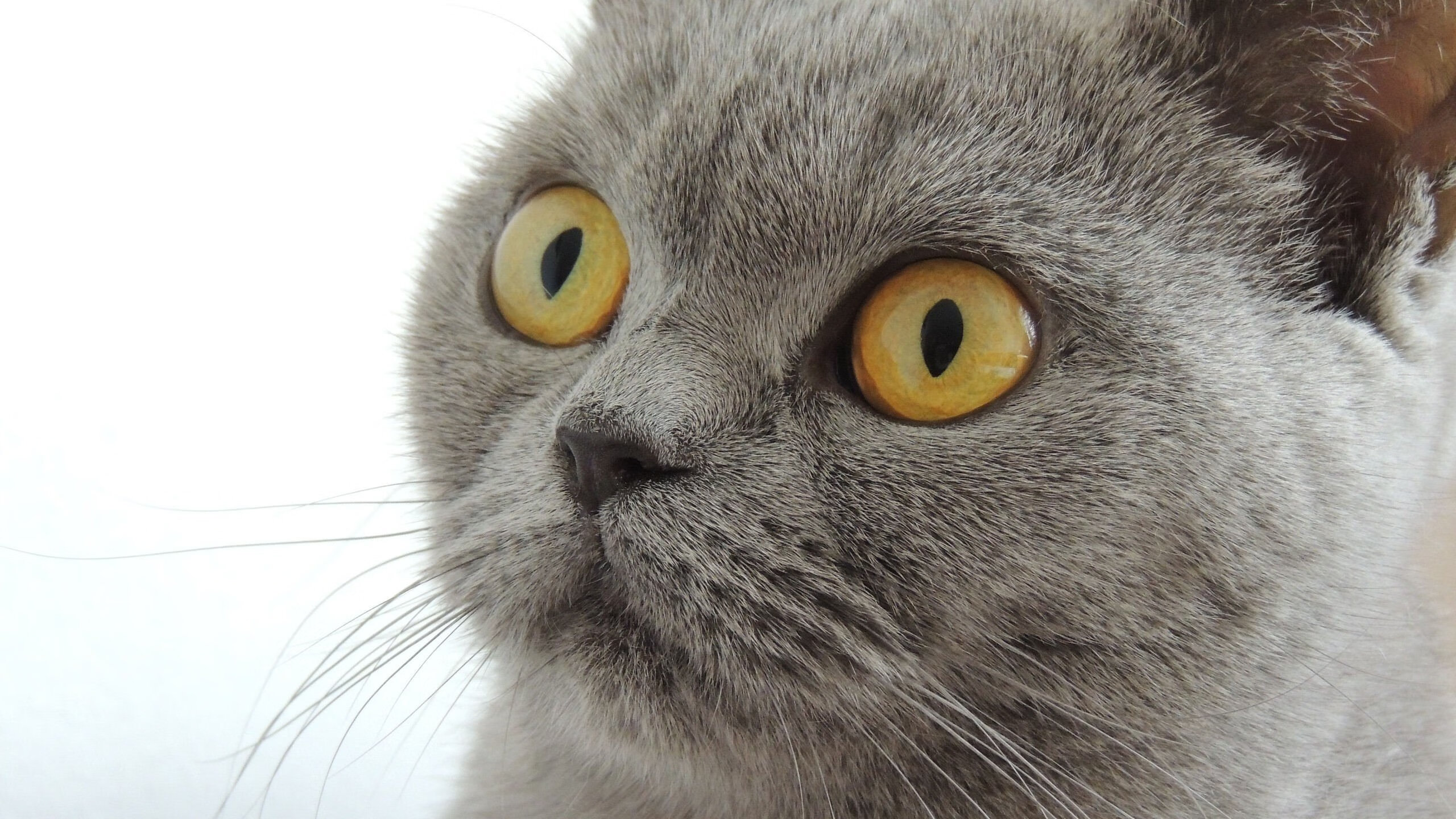 凯恩惊艳四座！澳大利亚与墨西哥的绿茵对决