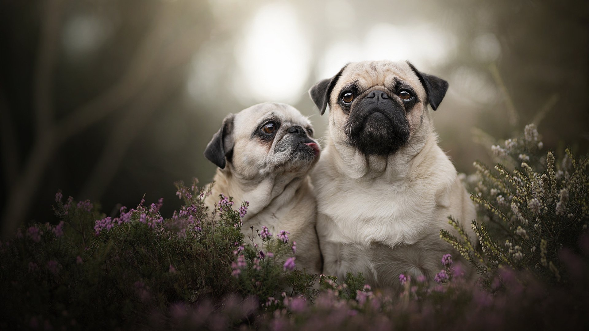 冰川崩塌记，塞内加尔灼热意志熔断北欧神话，阿尔瓦雷斯替补登场化身破冰关键先生