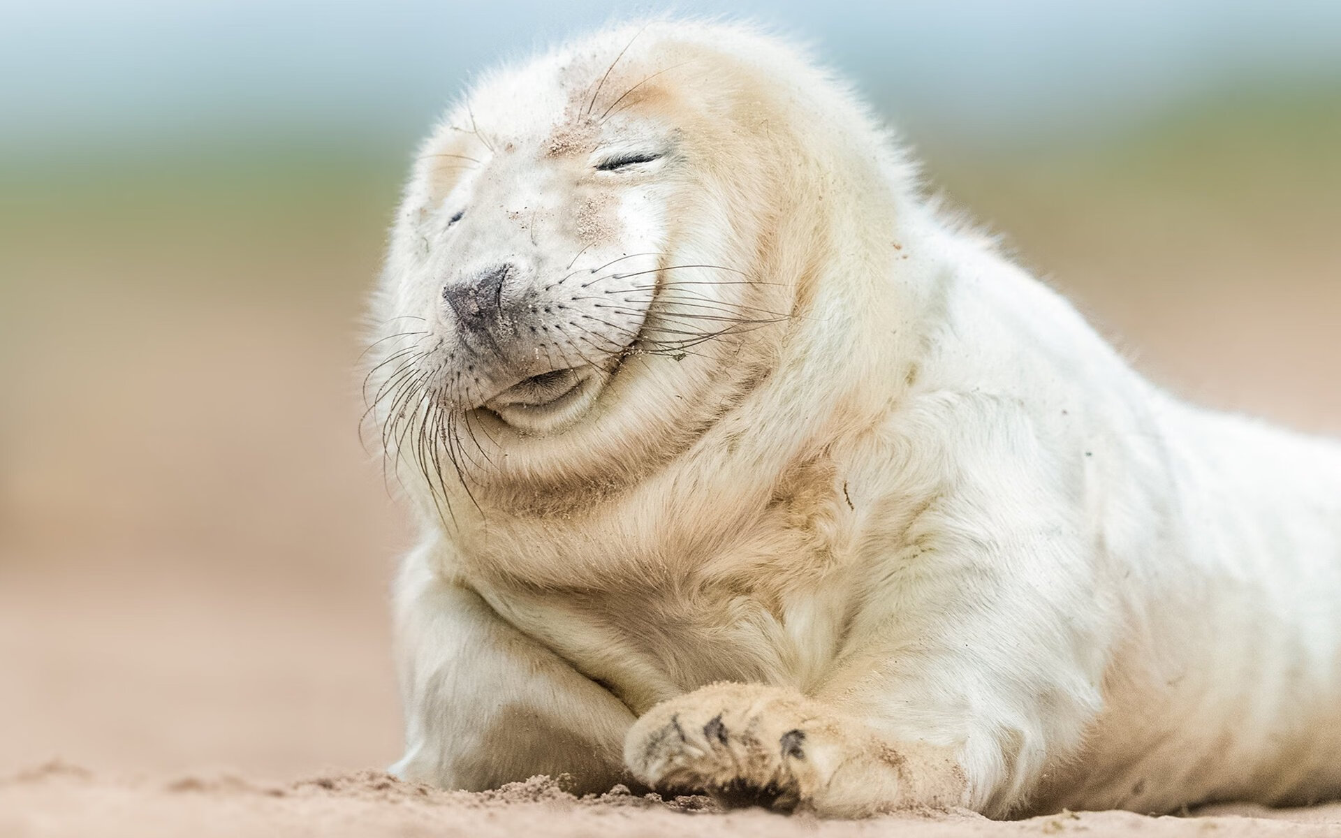 防线崩塌！森林狼三分雨淹没广厦，绝境看西卡，他扛起球队逆流而上