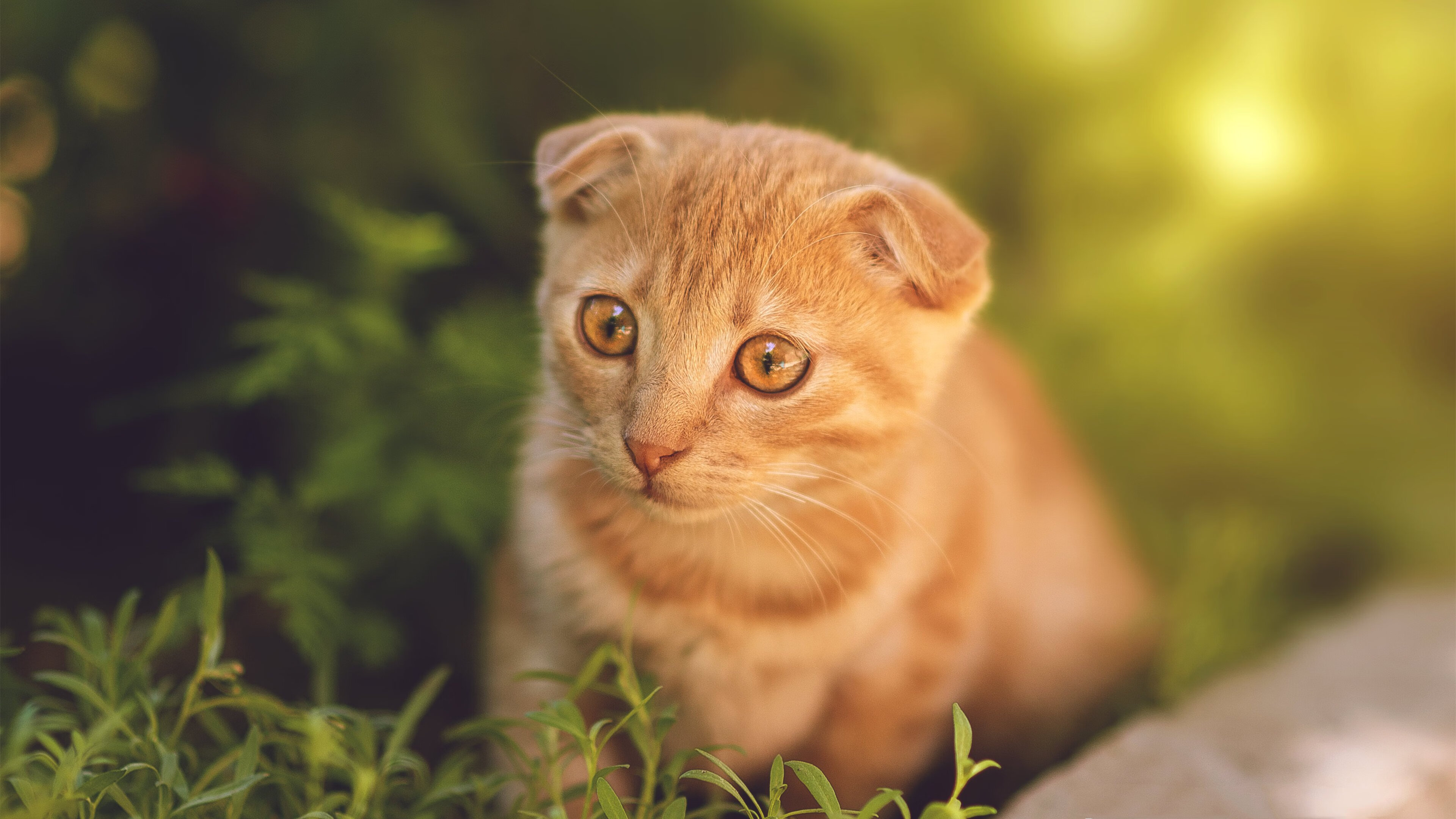 冰与火之歌，文班亚马狂澜怒涛，雷霆惊雷决胜局荡平吉林