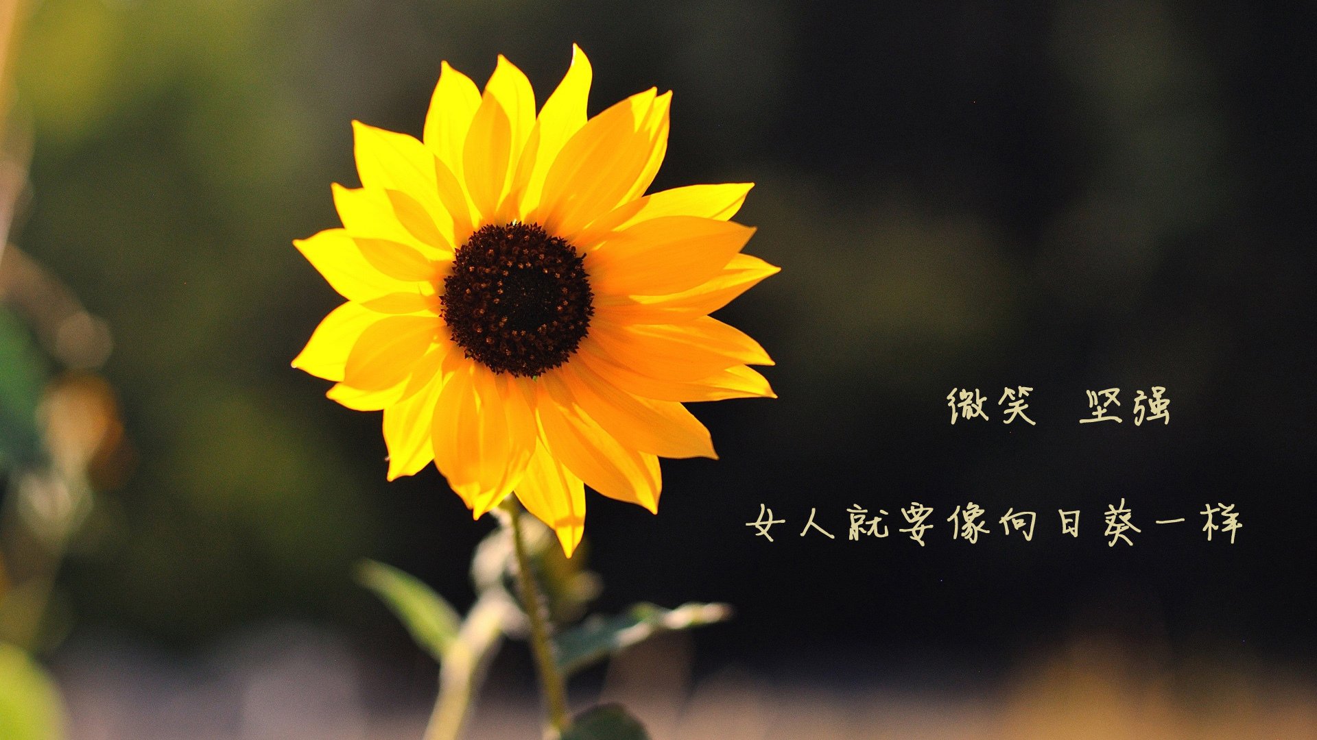 德布劳内关键先生光芒四射，摩纳哥友谊赛3-1击败中国国家队