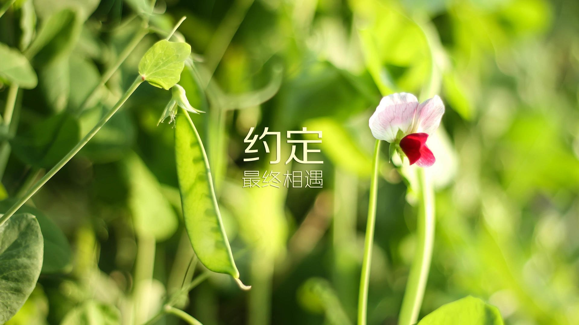 中场新核,阿方索戴维斯如何定义2026世界杯最意外强强对话